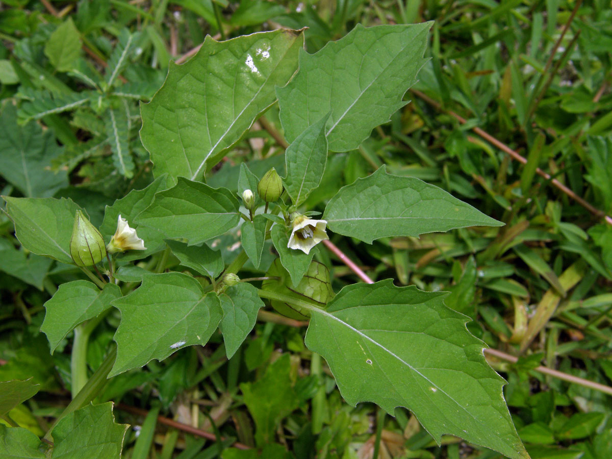 Mochyně (Physalis minima L.)