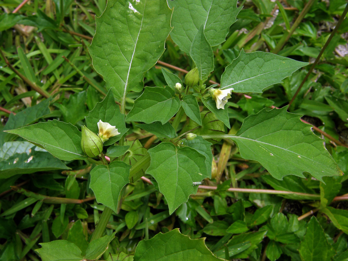 Mochyně (Physalis minima L.)