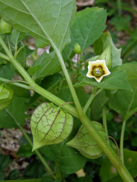 Mochyně (Physalis minima L.)