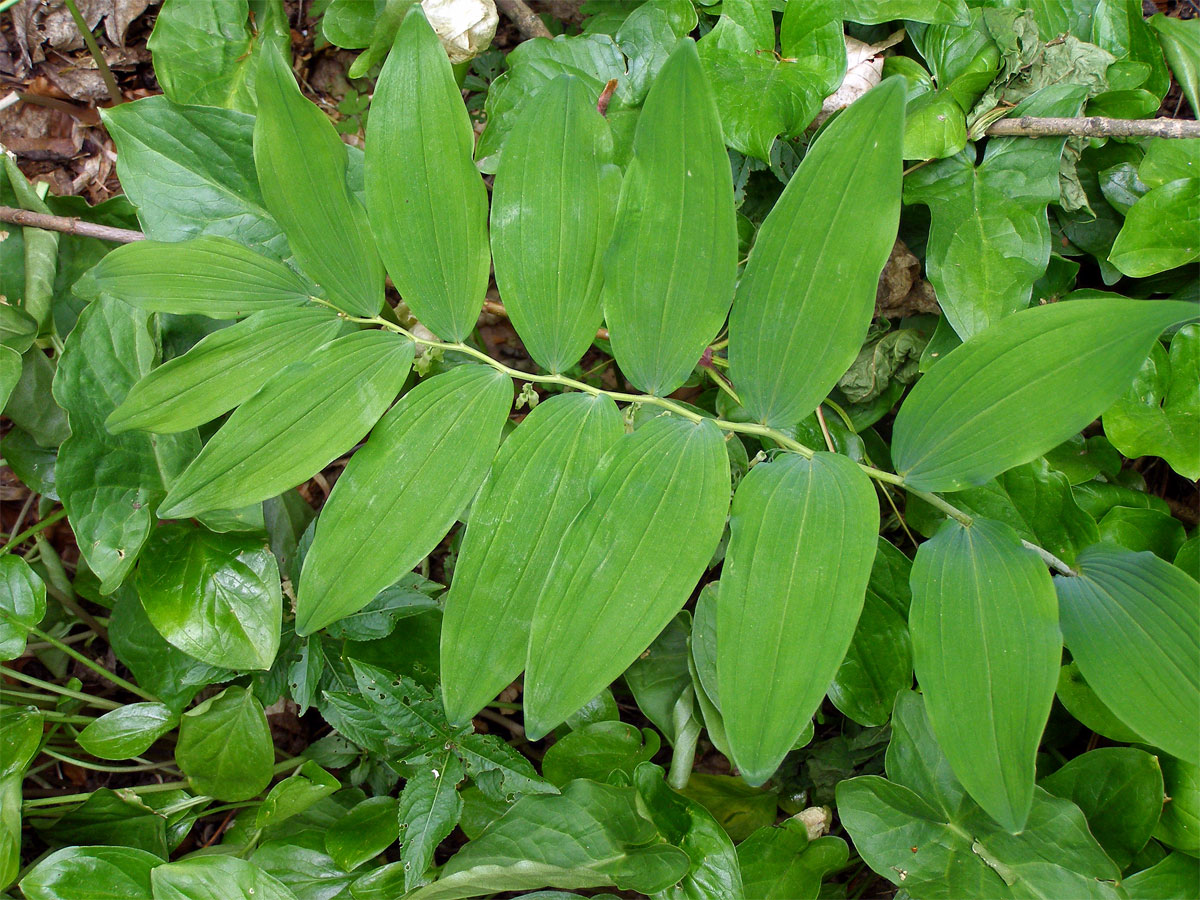 Kokořík mnohokvětý (Polygonatum multiflorum (L.) All.)