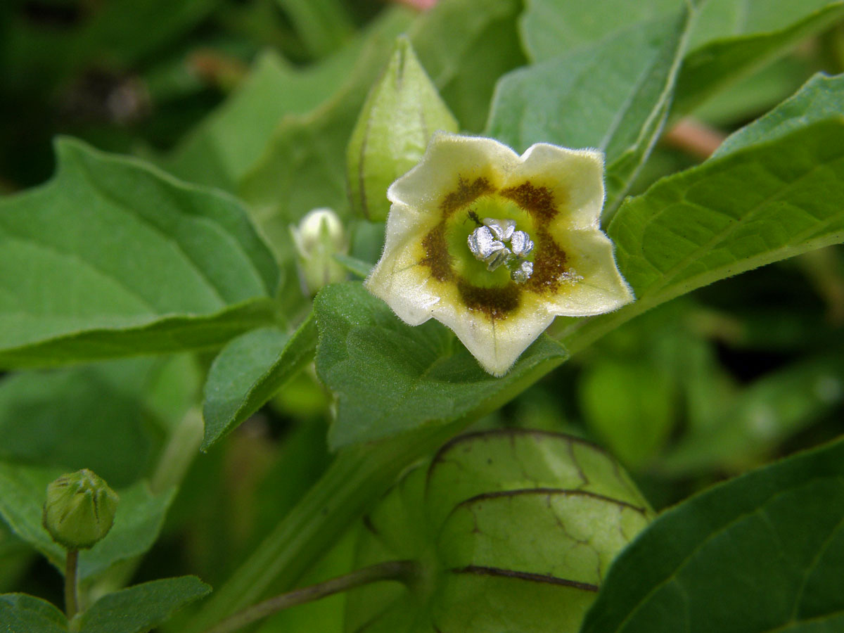 Mochyně (Physalis minima L.)