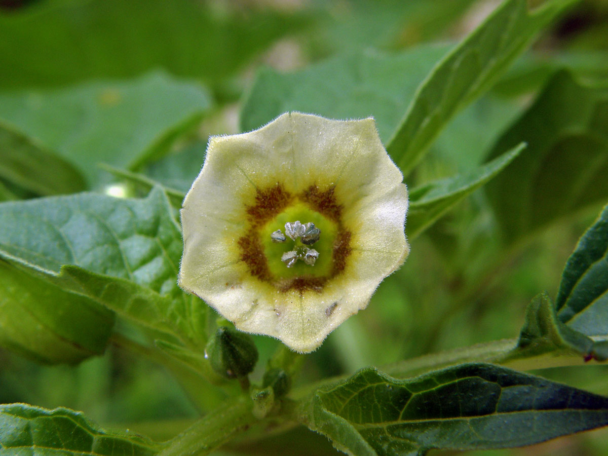 Mochyně (Physalis minima L.)