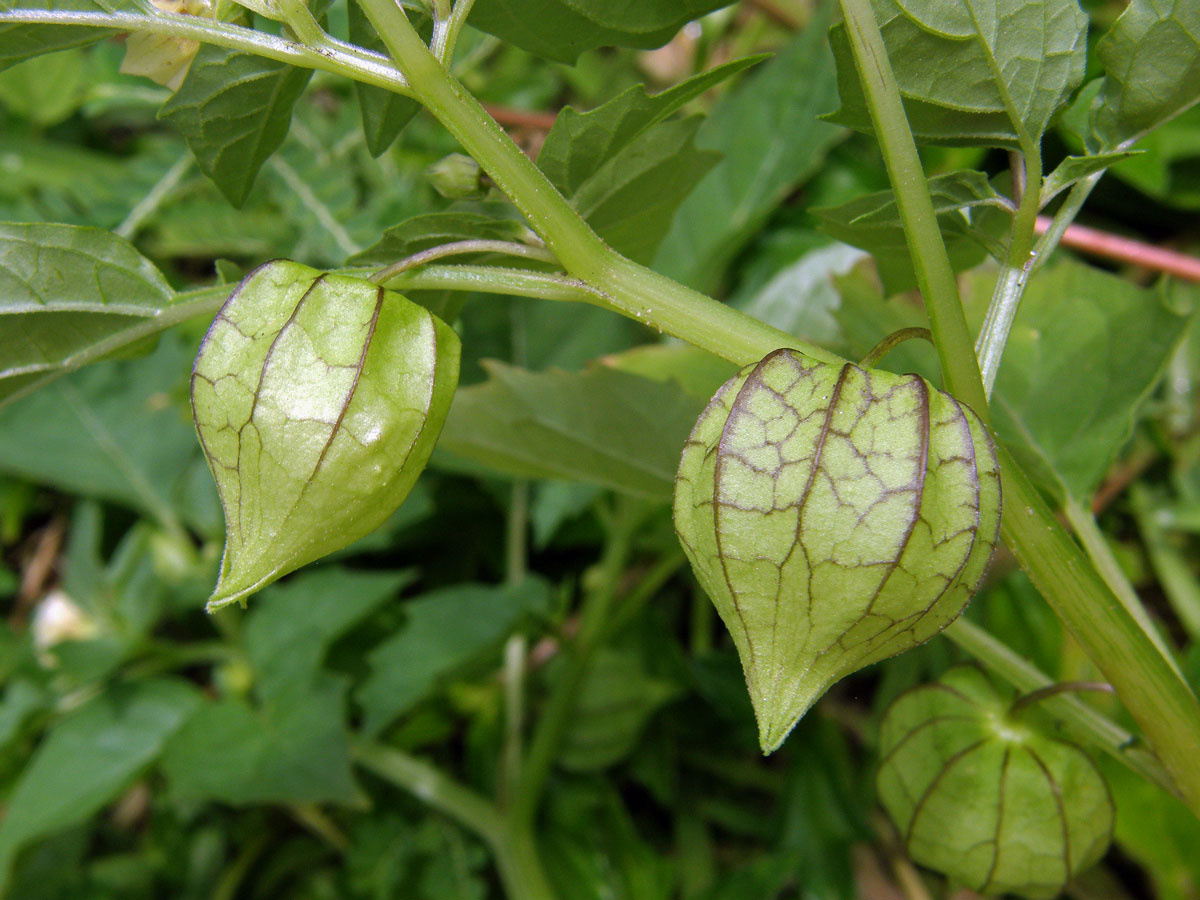 Mochyně (Physalis minima L.)