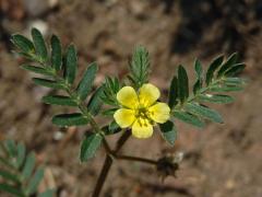 Kotvičník zemní (Tribulus terrestris L.)