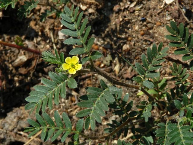 Kotvičník zemní (Tribulus terrestris L.)