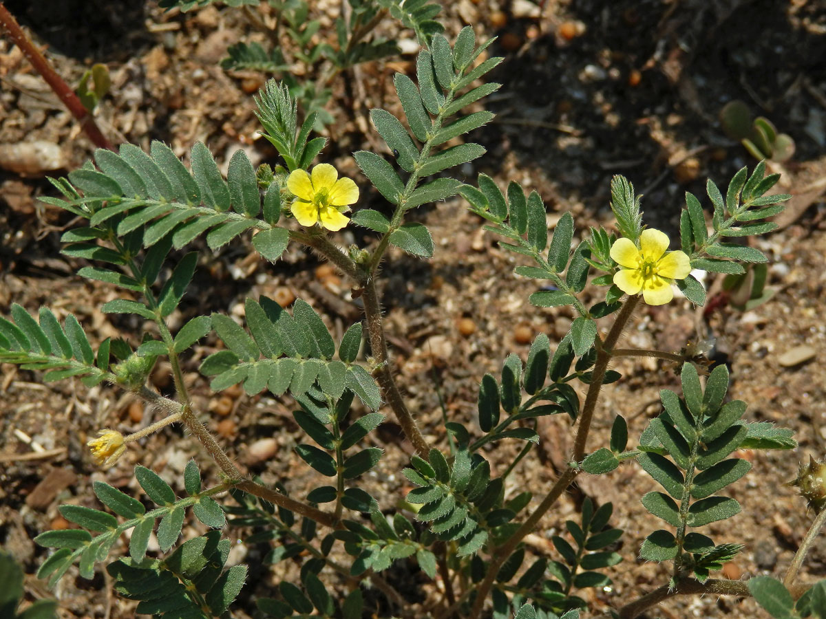 Kotvičník zemní (Tribulus terrestris L.)