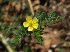 Kotvičník zemní (Tribulus terrestris L.)