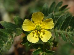 Kotvičník zemní (Tribulus terrestris L.)