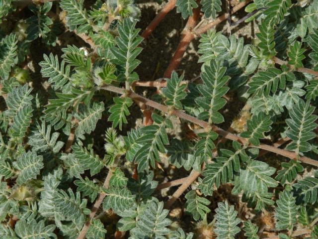 Kotvičník zemní (Tribulus terrestris L.)