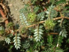 Kotvičník zemní (Tribulus terrestris L.)