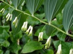 Kokořík mnohokvětý (Polygonatum multiflorum (L.) All.)