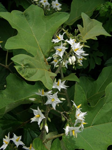 Lilek (Solanum torvum Sw.)