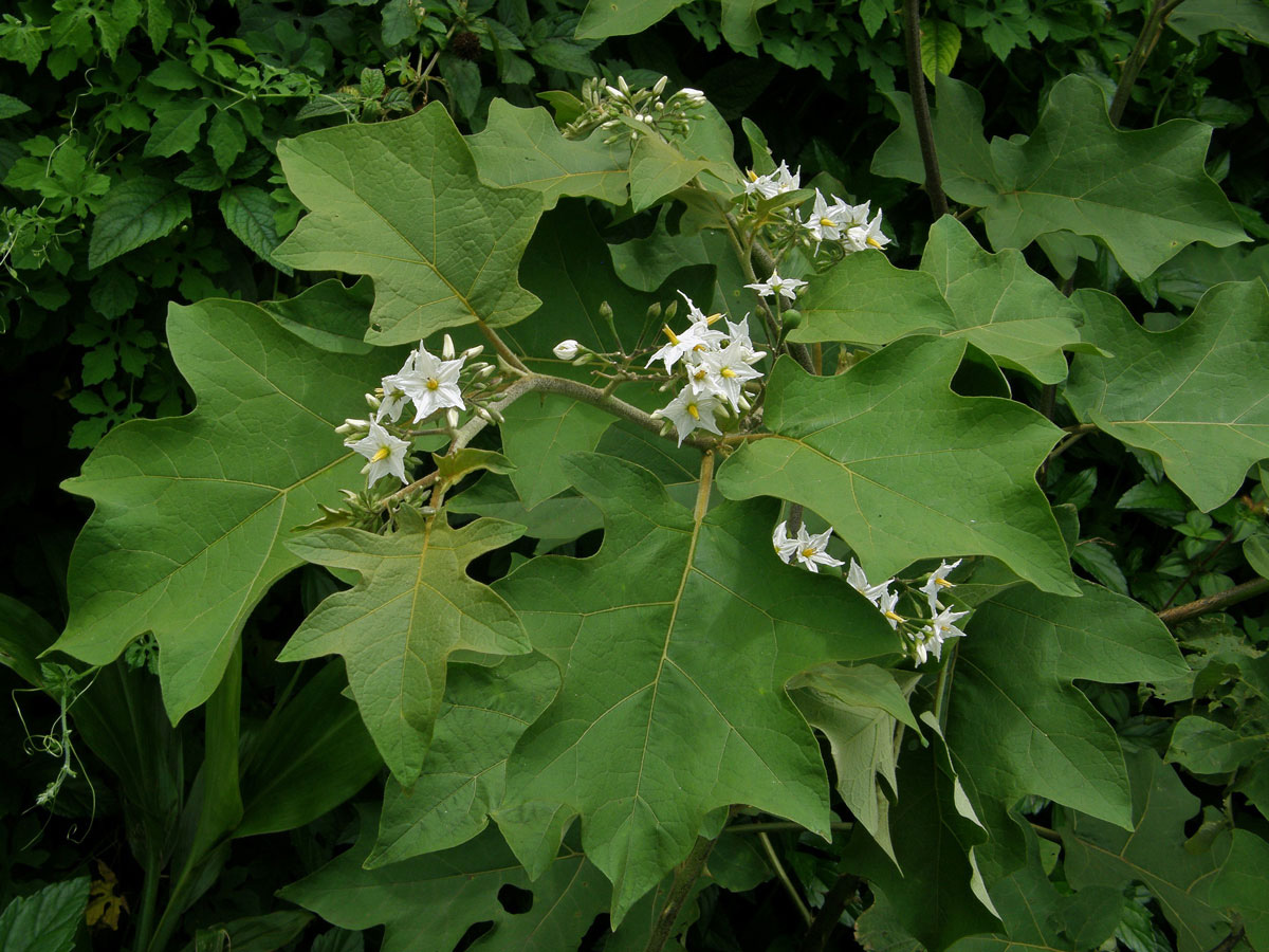 Lilek (Solanum torvum Sw.)