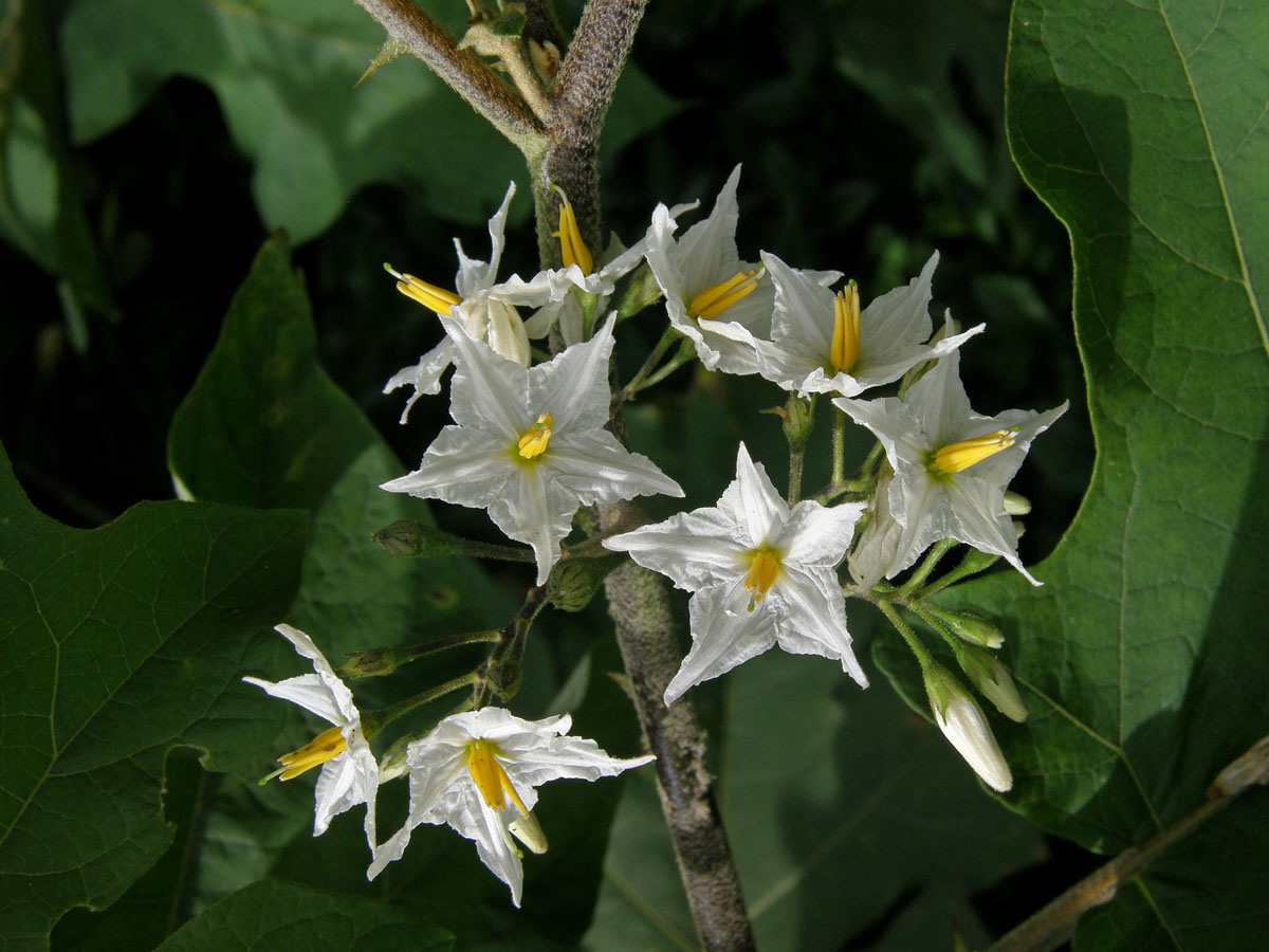 Lilek (Solanum torvum Sw.)