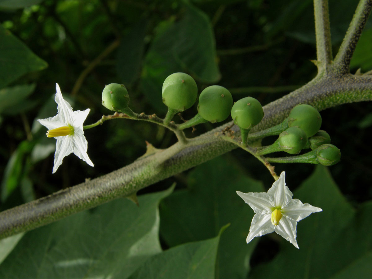 Lilek (Solanum torvum Sw.)