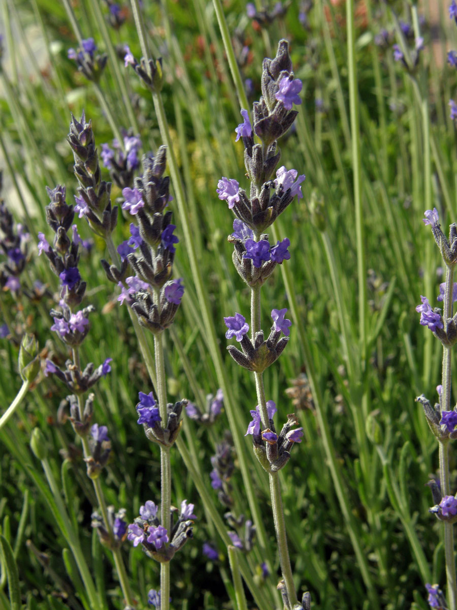 Levandule (Lavandula latifolia Medik.)