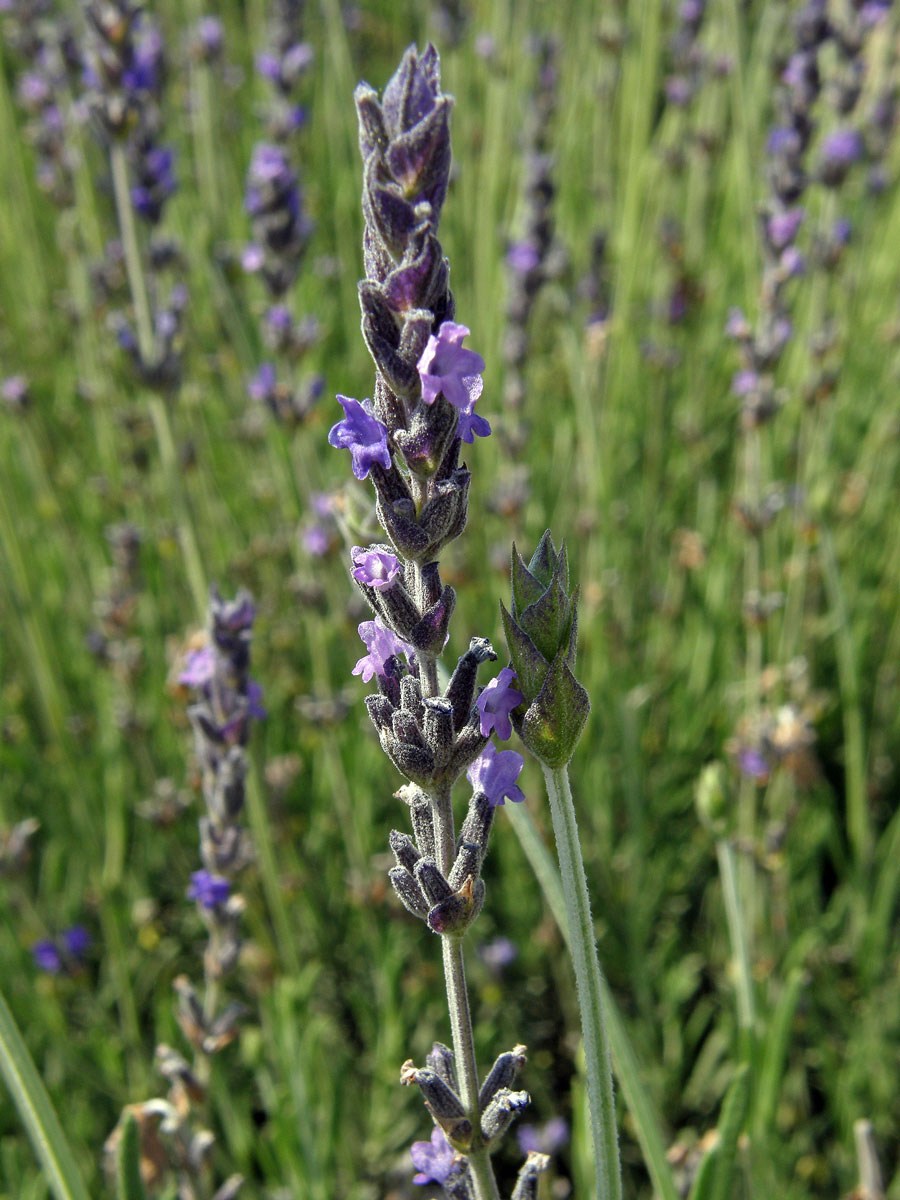 Levandule (Lavandula latifolia Medik.)