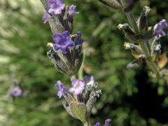 Levandule (Lavandula latifolia Medik.)