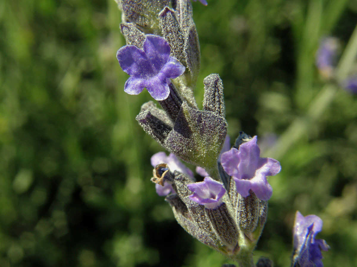 Levandule (Lavandula latifolia Medik.)