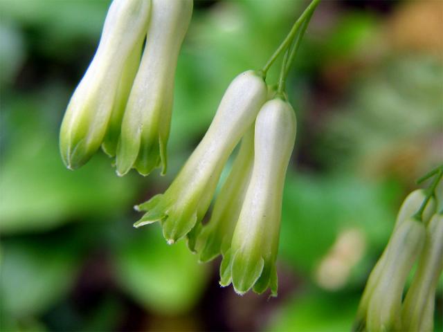 Kokořík mnohokvětý (Polygonatum multiflorum (L.) All.)