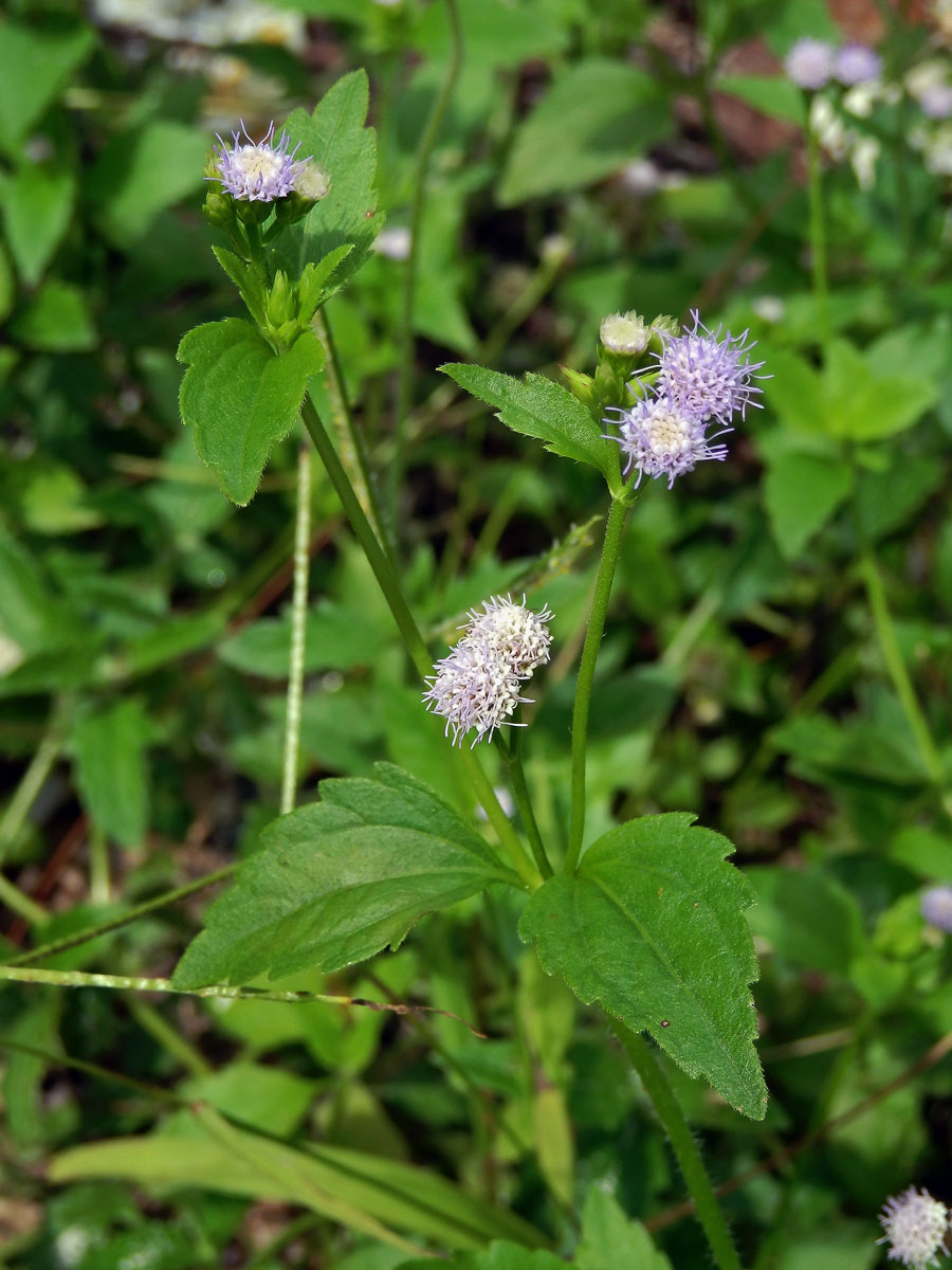 Adenostemma viscosum J.R.Forst. & G.Forst.