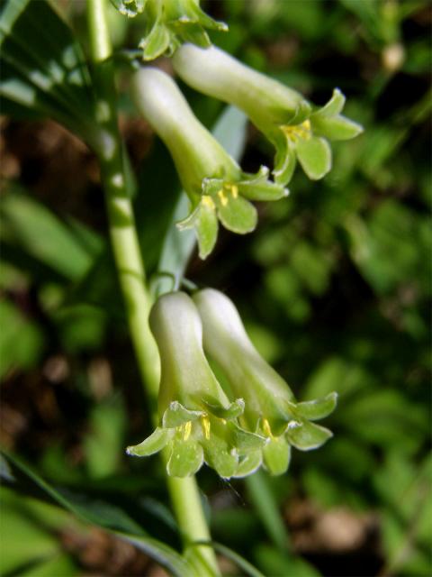 Kokořík mnohokvětý (Polygonatum multiflorum (L.) All.)