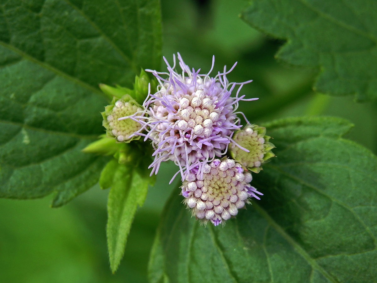 Adenostemma viscosum J.R.Forst. & G.Forst.