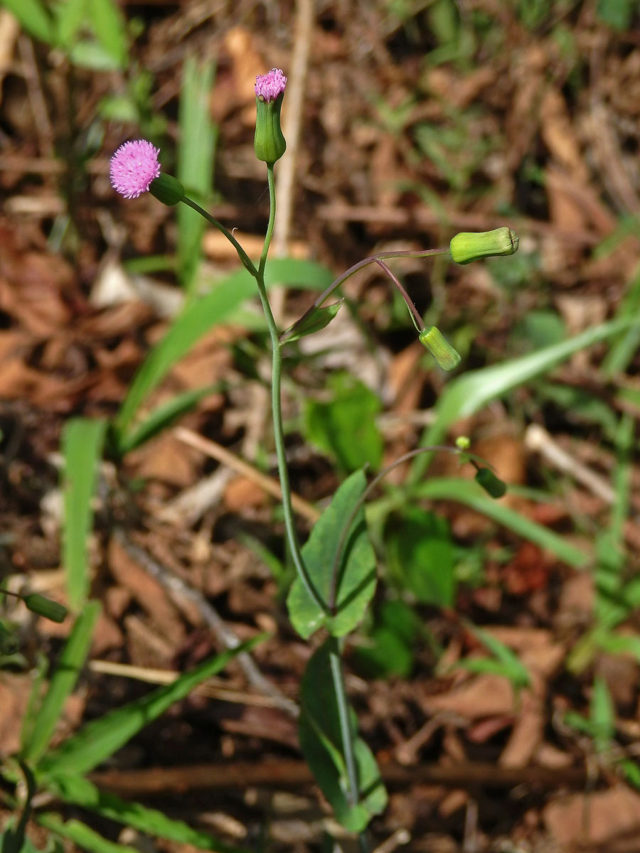 Milostna (Emilia sonchifolia (L.) DC. ex Wight)