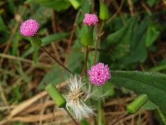 Milostna (Emilia sonchifolia (L.) DC. ex Wight)