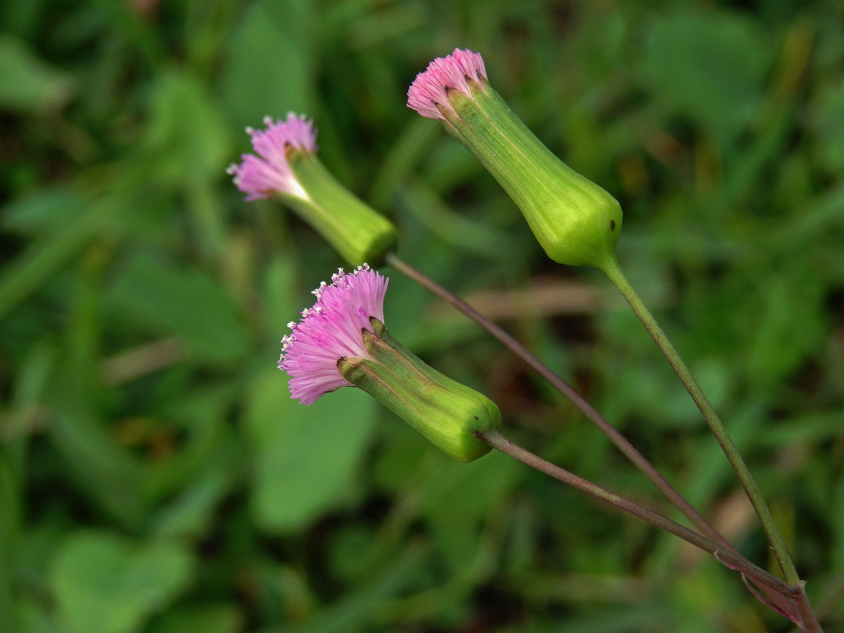 Milostna (Emilia sonchifolia (L.) DC. ex Wight)