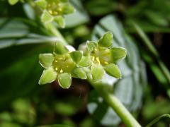 Kokořík mnohokvětý (Polygonatum multiflorum (L.) All.)