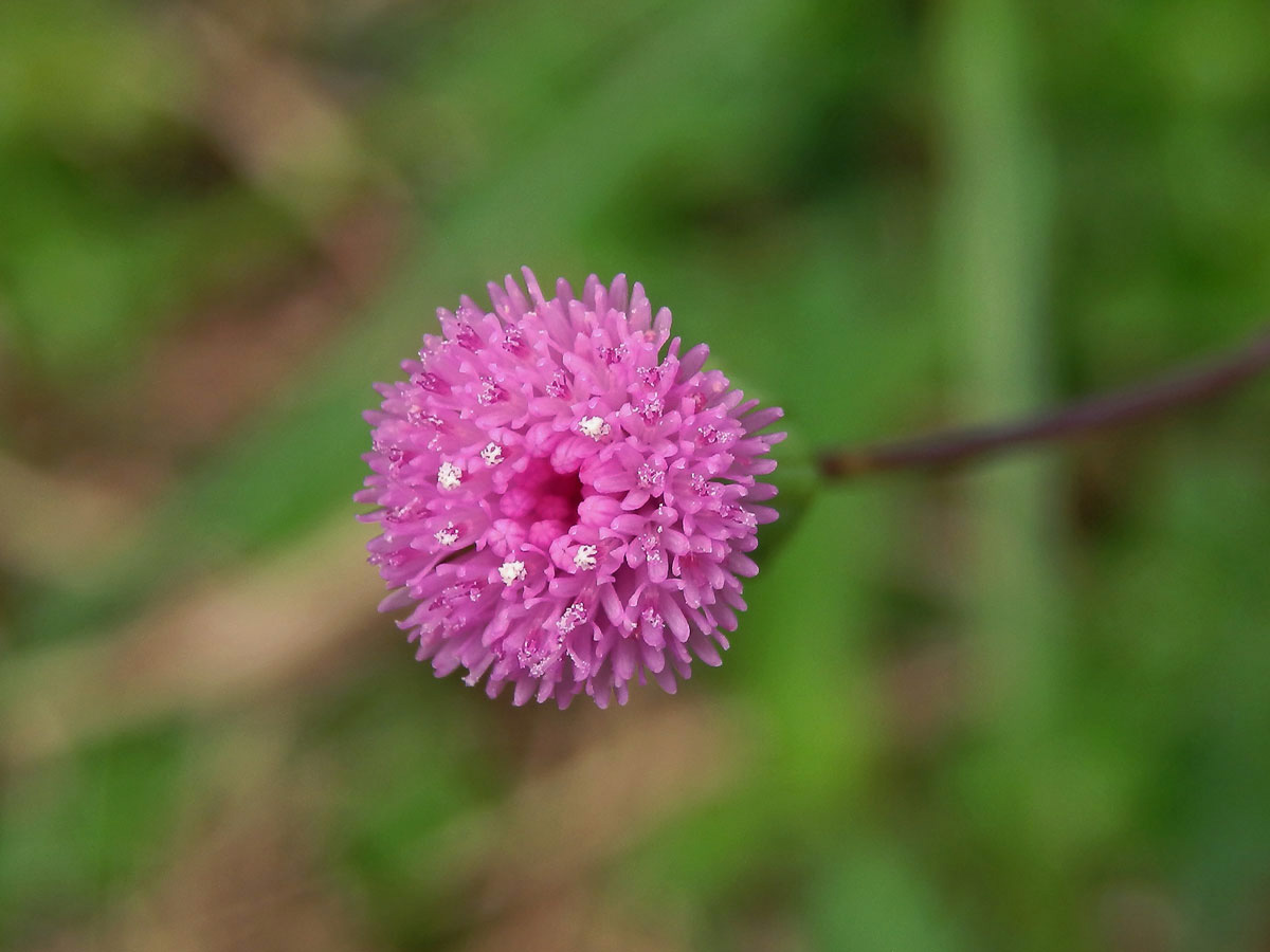 Milostna (Emilia sonchifolia (L.) DC. ex Wight)