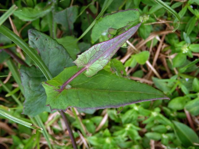 Milostna (Emilia sonchifolia (L.) DC. ex Wight)