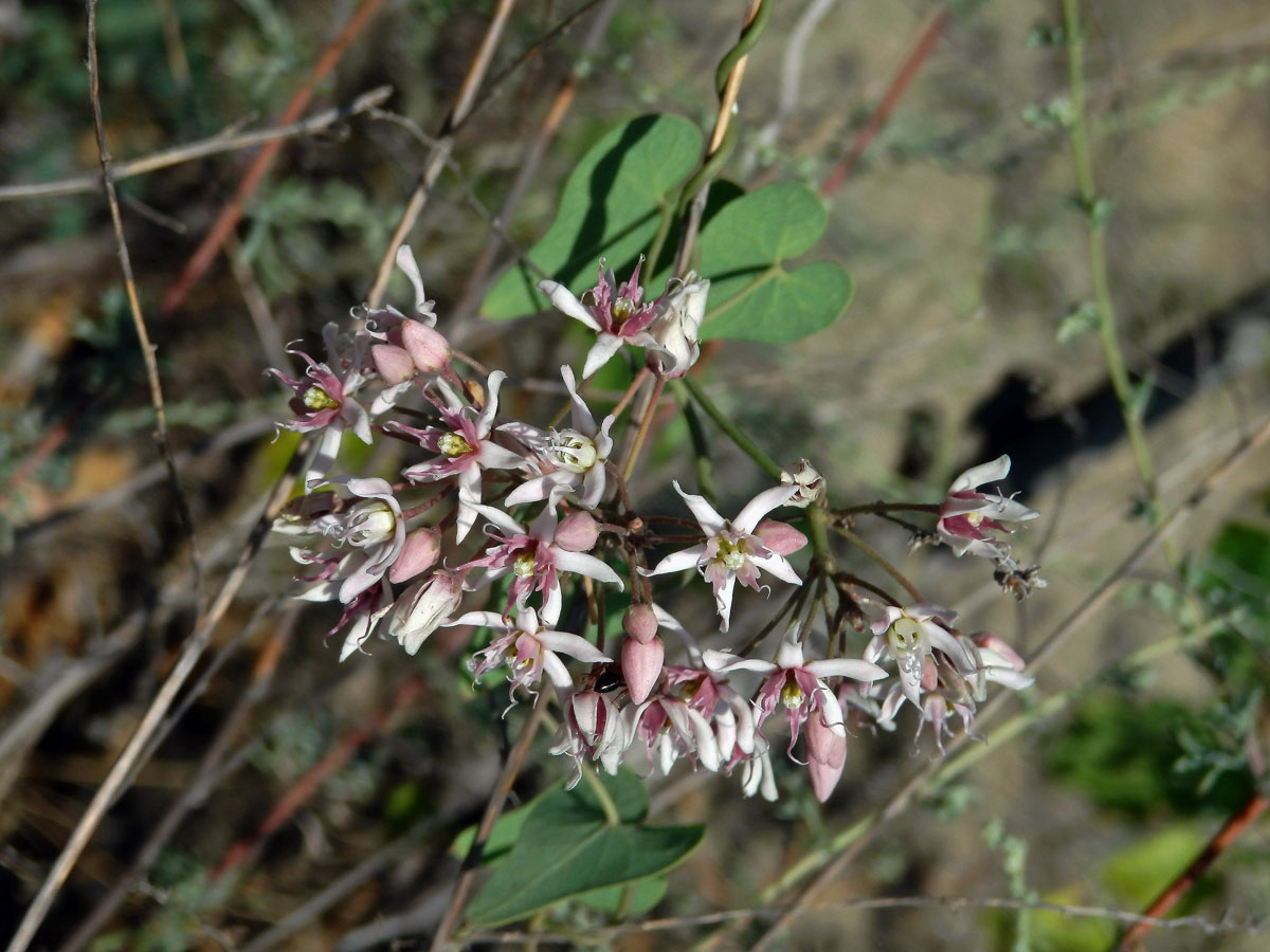 Cynanchum acutum L.