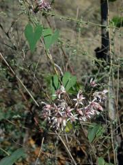 Cynanchum acutum L.