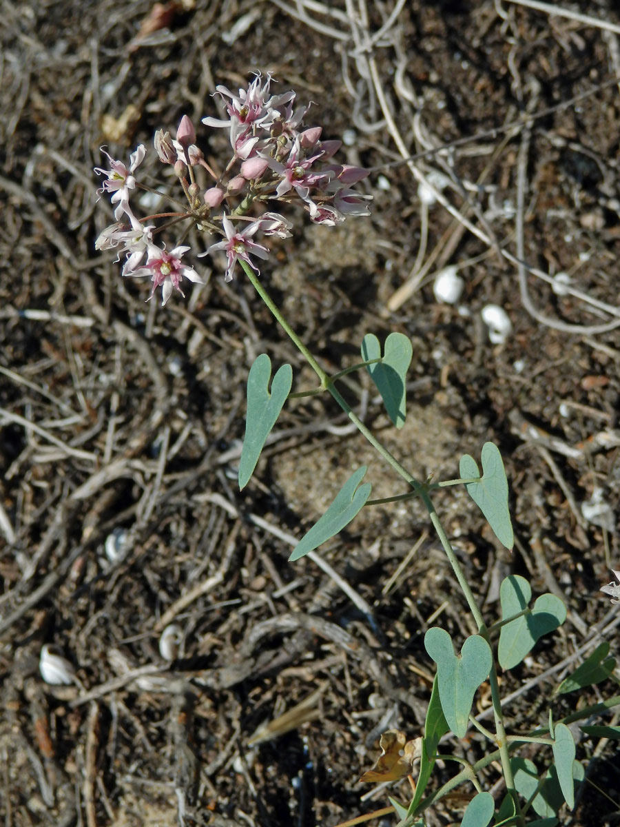 Cynanchum acutum L.