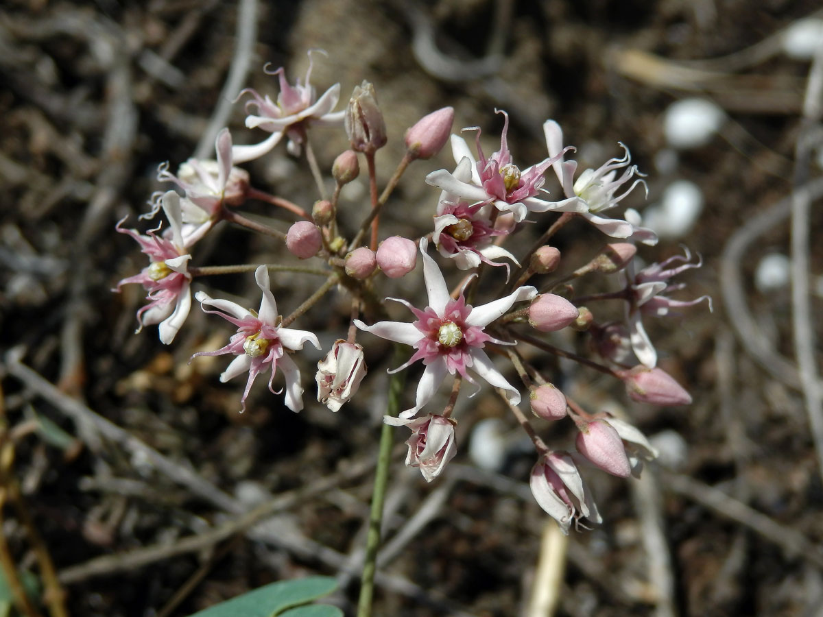 Cynanchum acutum L.