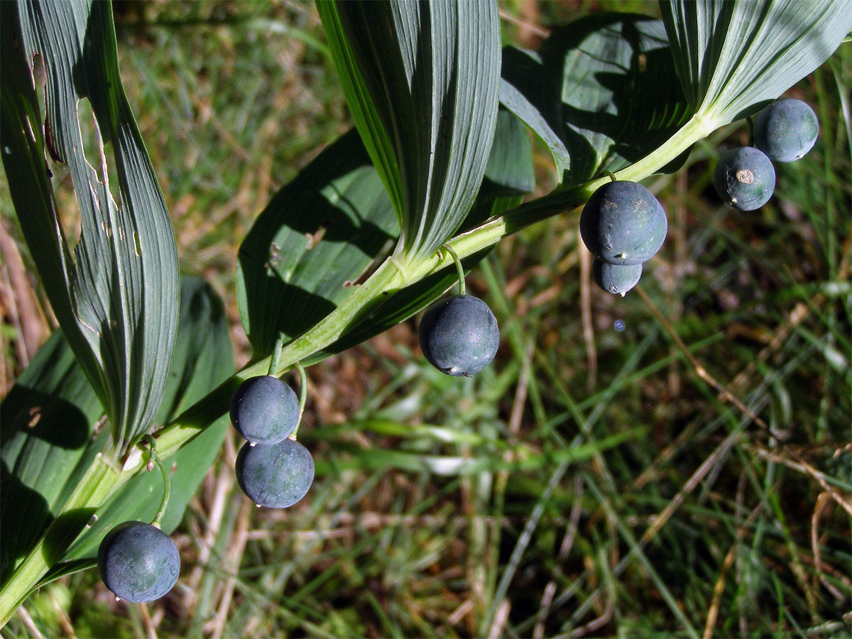 Kokořík mnohokvětý (Polygonatum multiflorum (L.) All.)