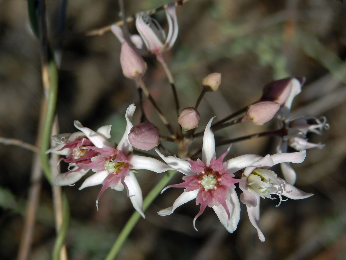 Cynanchum acutum L.