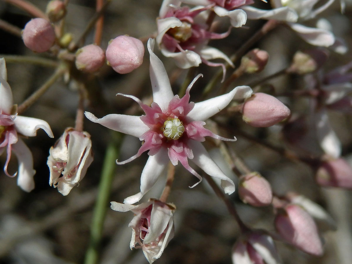 Cynanchum acutum L.