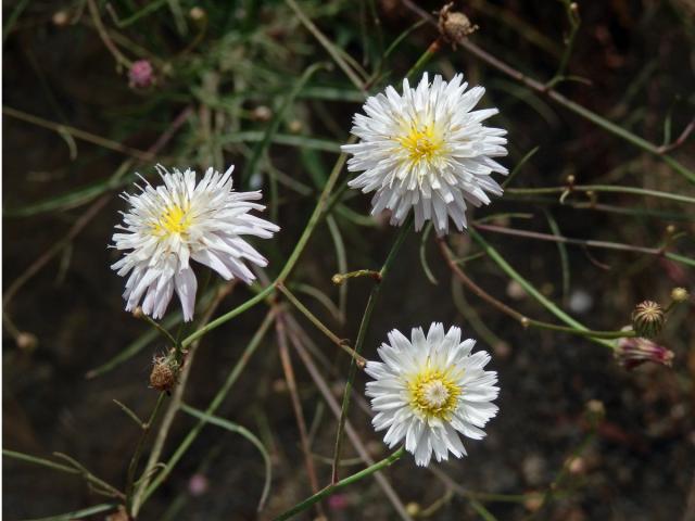 Malacothrix saxatilis (Nutt.) Torr. & A.Gray