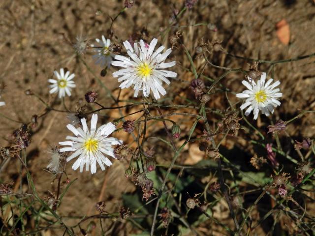 Malacothrix saxatilis (Nutt.) Torr. & A.Gray