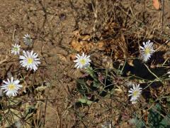 Malacothrix saxatilis (Nutt.) Torr. & A.Gray