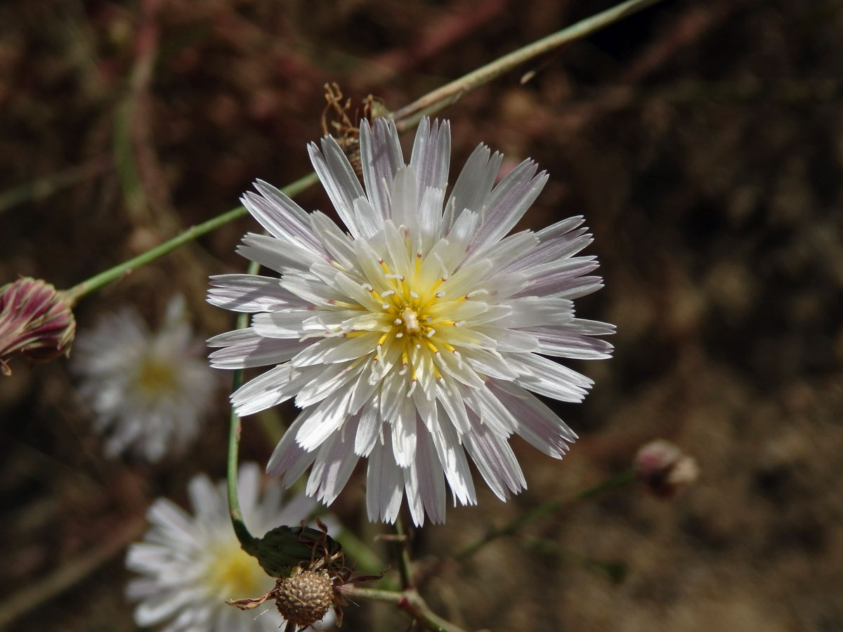 Malacothrix saxatilis (Nutt.) Torr. & A.Gray