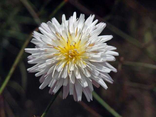 Malacothrix saxatilis (Nutt.) Torr. & A.Gray