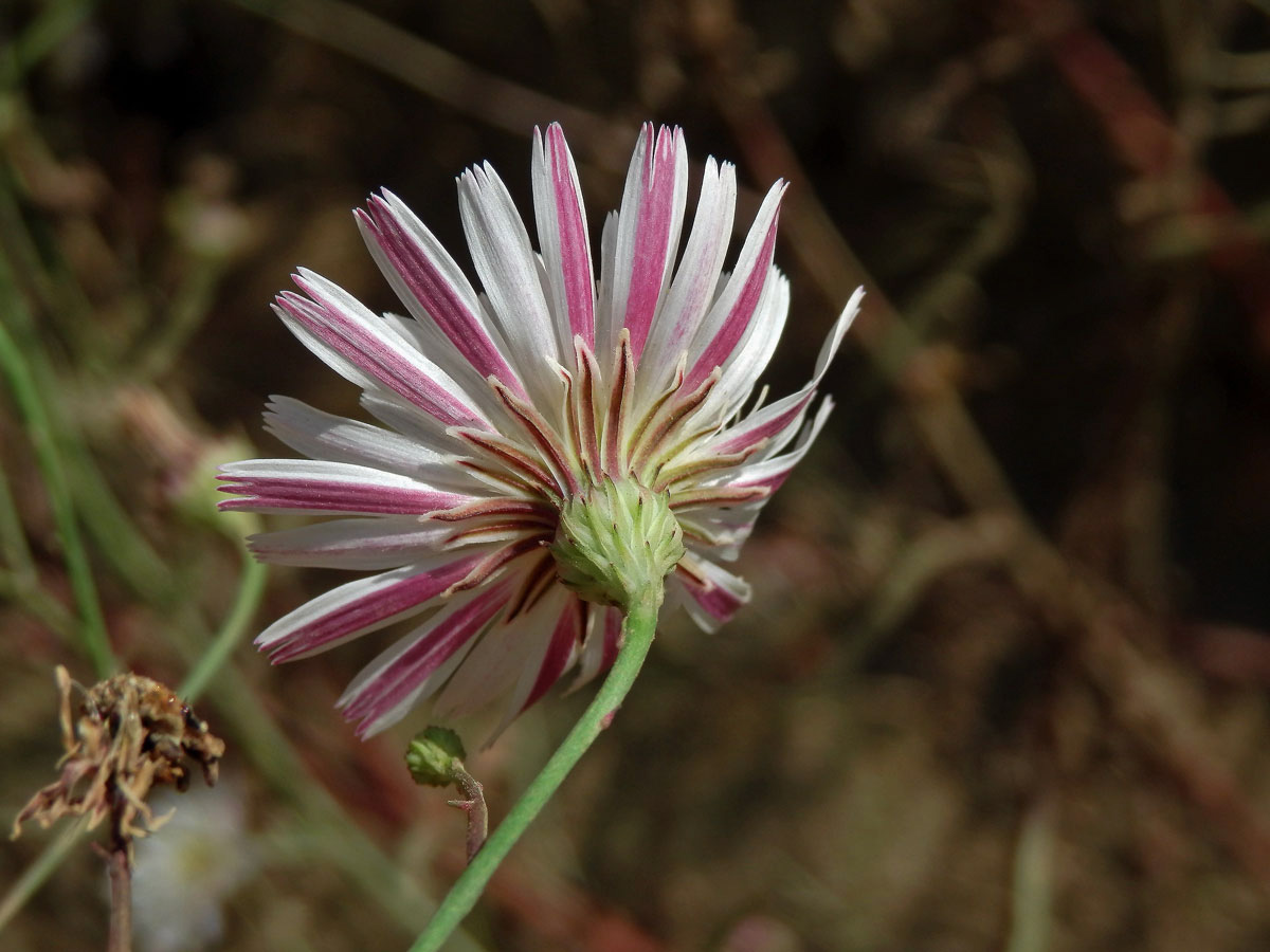 Malacothrix saxatilis (Nutt.) Torr. & A.Gray