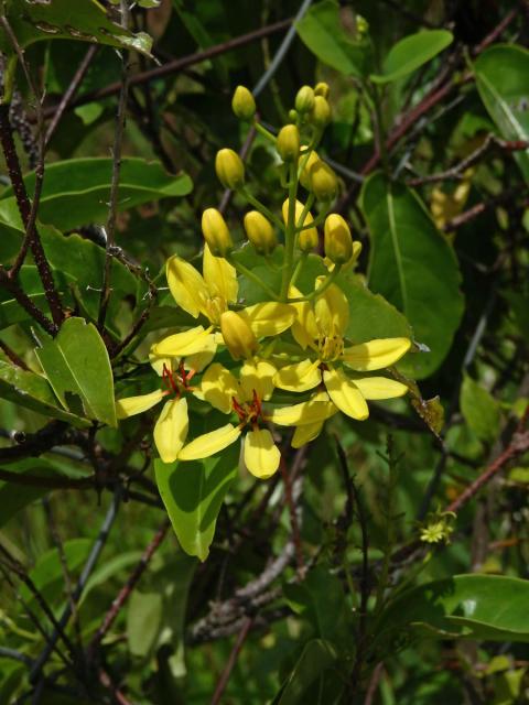 Tristellateia australasiae Rich.