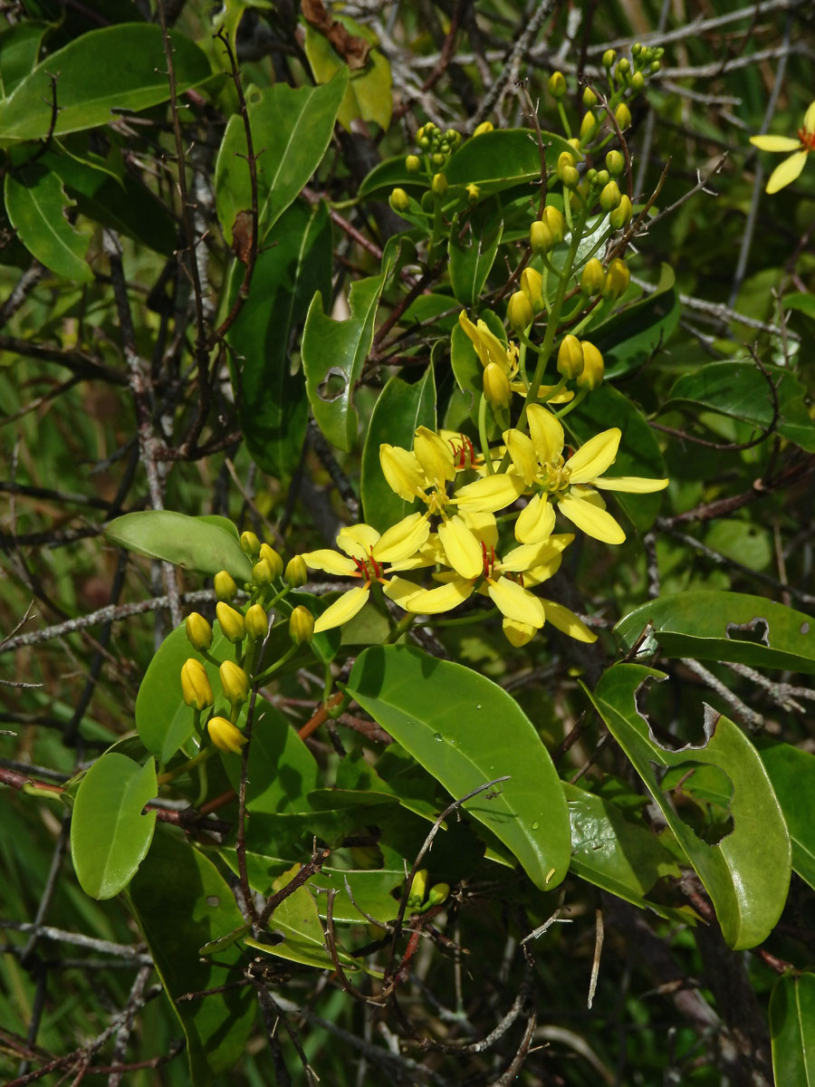 Tristellateia australasiae Rich.