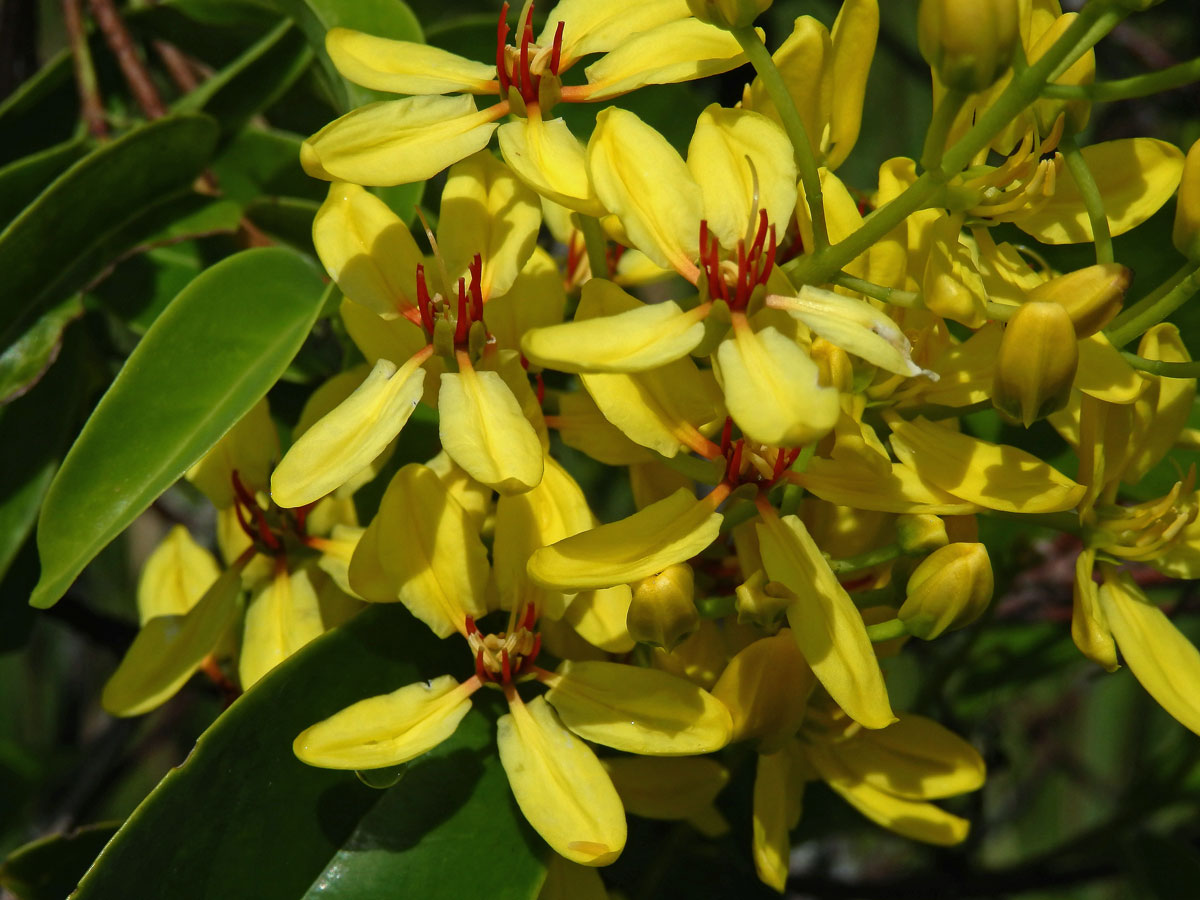 Tristellateia australasiae Rich.