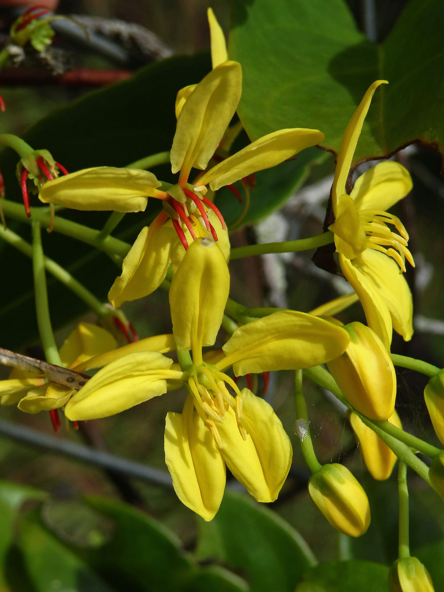 Tristellateia australasiae Rich.